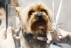 dog hair cutting